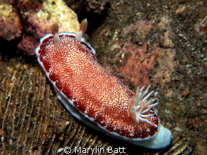 Red reticulated Nudi by Marylin Batt 